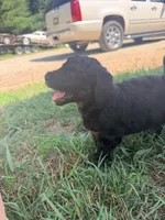 Bambi, a female Poodle - Standard  for sale in Hastings, MI – 10 of 10