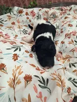 Bullseye, a male Poodle - Standard  for sale in Hastings, MI – 3 of 6