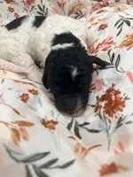 Sally, a female Poodle - Standard  for sale in Hastings, MI – 3 of 8