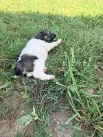 Princess Dot, a female Poodle - Standard  for sale in Hastings, MI – 8 of 10