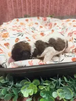 Mater, a male Poodle - Standard  for sale in Hastings, MI – 5 of 6