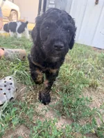 Bambi, a female Poodle - Standard  for sale in Hastings, MI – 9 of 10