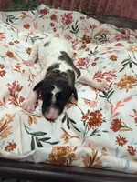 Princess Dot, a female Poodle - Standard  for sale in Hastings, MI – 4 of 7