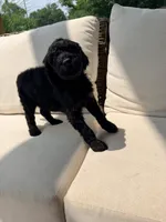 Vanellope, a female Poodle - Standard  for sale in Hastings, MI – 5 of 10
