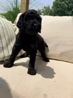 Vanellope, a female Poodle - Standard  for sale in Hastings, MI – 9 of 10