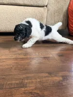 Sally, a female Poodle - Standard  for sale in Hastings, MI – 4 of 10