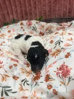 Sally, a female Poodle - Standard  for sale in Hastings, MI – 8 of 8