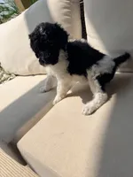Tiana, a female Poodle - Standard  for sale in Hastings, MI – 6 of 10