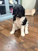 Bullseye, a male Poodle - Standard  for sale in Hastings, MI – 6 of 10