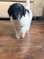 Sally, a female Poodle - Standard  for sale in Hastings, MI – 3 of 10