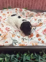 Sally, a female Poodle - Standard  for sale in Hastings, MI – 4 of 8