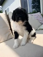 Ralph, a male Poodle - Standard  for sale in Hastings, MI – 1 of 9