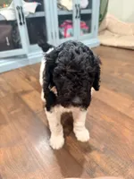 Bullseye, a male Poodle - Standard  for sale in Hastings, MI – 4 of 10