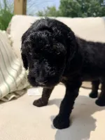 Vanellope, a female Poodle - Standard  for sale in Hastings, MI – 3 of 10