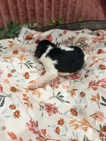 Tiana, a female Poodle - Standard  for sale in Hastings, MI – 5 of 8