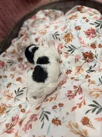 Sally, a female Poodle - Standard  for sale in Hastings, MI – 5 of 8