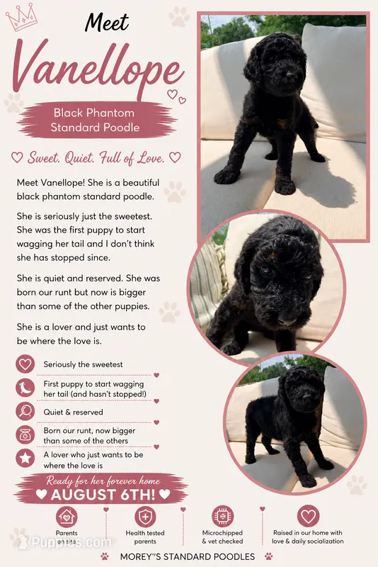 Vanellope – Poodle - Standard  puppy for sale in Hastings, MI