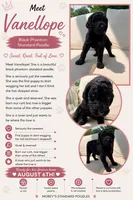 Vanellope, a female Poodle - Standard  for sale in Hastings, MI – 6 of 10