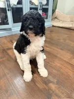 Bullseye, a male Poodle - Standard  for sale in Hastings, MI – 8 of 10
