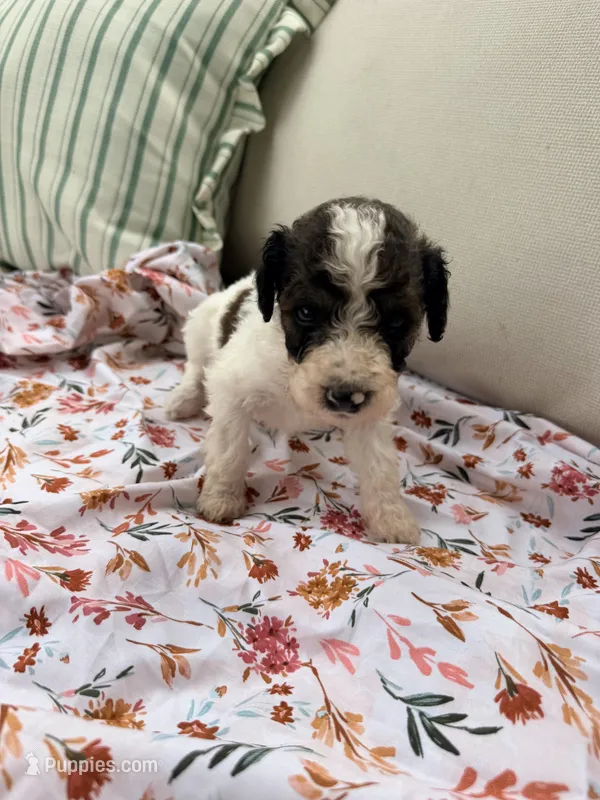 Mater – Poodle - Standard  puppy for sale in Hastings, MI