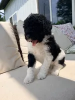 Ralph, a male Poodle - Standard  for sale in Hastings, MI – 4 of 9