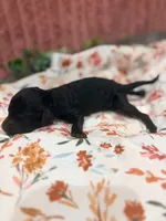 Vanellope, a female Poodle - Standard  for sale in Hastings, MI – 8 of 9