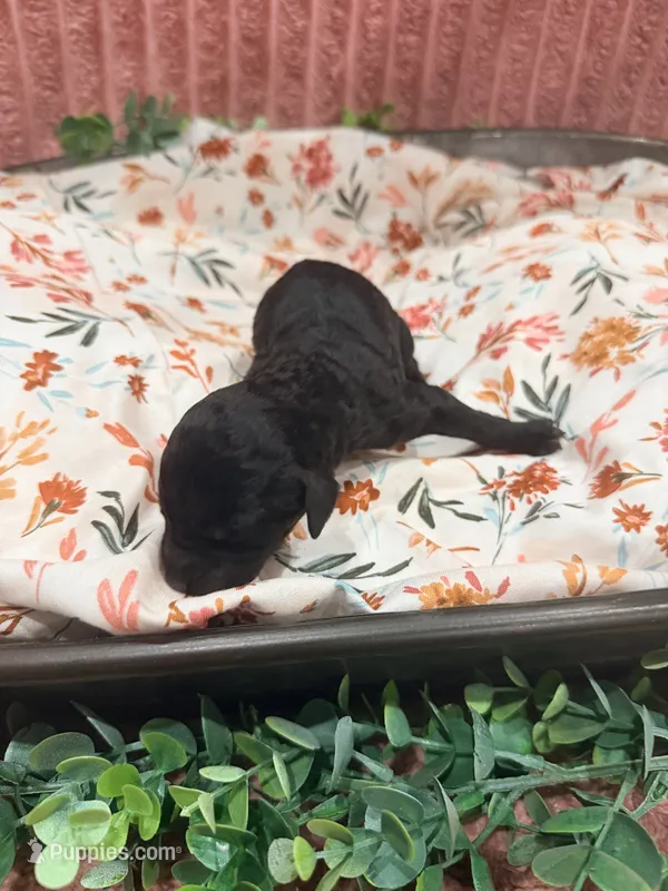 Vanellope – Poodle - Standard  puppy for sale in Hastings, MI