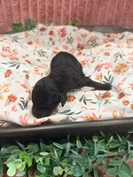 Vanellope, a female Poodle - Standard  for sale in Hastings, MI – 1 of 9