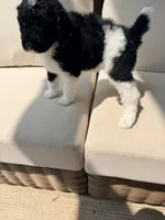 Ralph, a male Poodle - Standard  for sale in Hastings, MI – 6 of 9