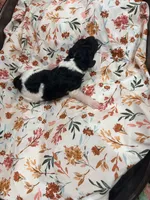 Bullseye, a male Poodle - Standard  for sale in Hastings, MI – 4 of 6
