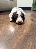 Jessie, a female Poodle - Standard  for sale in Hastings, MI – 6 of 10