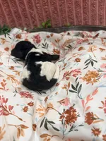 Ralph, a male Poodle - Standard  for sale in Hastings, MI – 9 of 10
