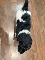Bullseye, a male Poodle - Standard  for sale in Hastings, MI – 2 of 10