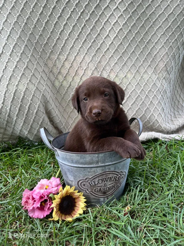 Chase – Labrador Retriever puppy for sale in East Dublin, GA