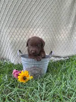 Ella, a female Labrador Retriever for sale in East Dublin, GA – 1 of 1