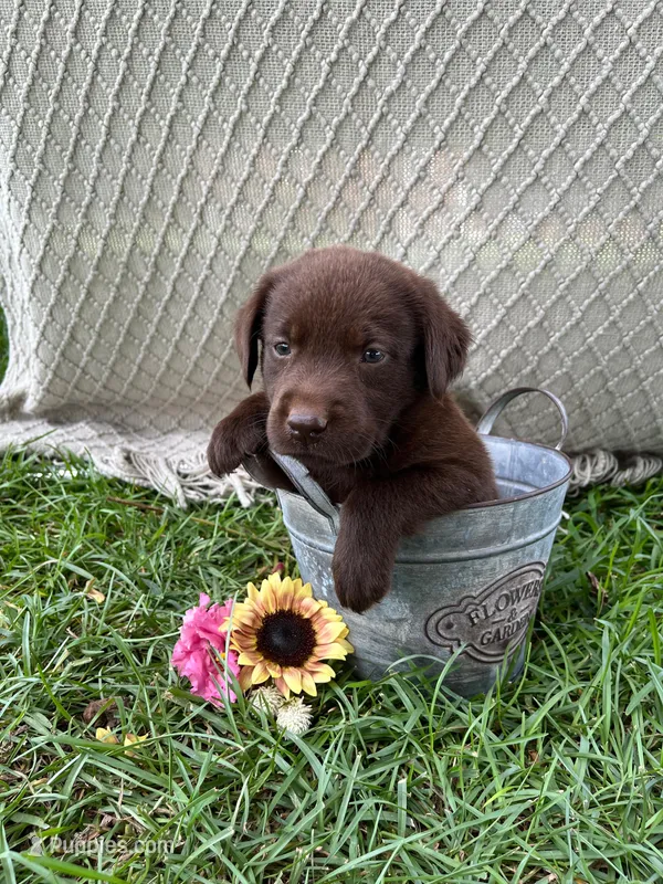 Zuma – Labrador Retriever puppy for sale in East Dublin, GA