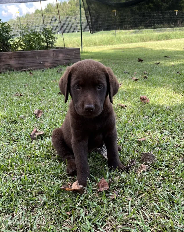 Skye – Labrador Retriever puppy for sale in East Dublin, GA