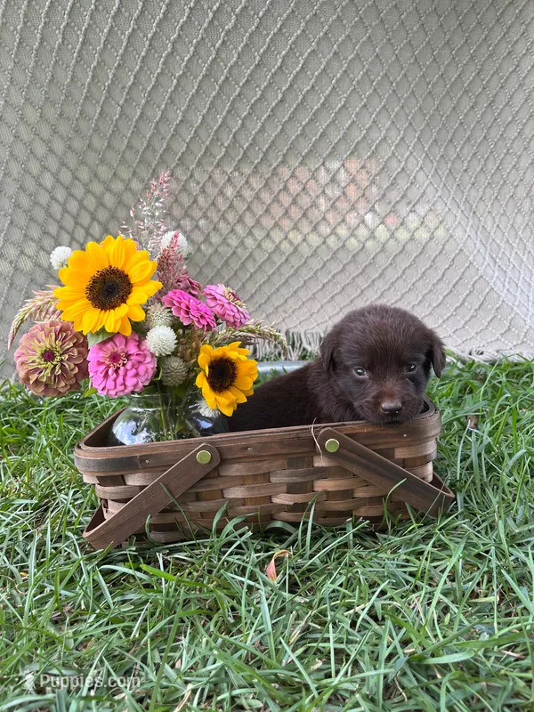Rubble – Labrador Retriever puppy for sale in East Dublin, GA
