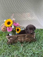 Rubble, a male Labrador Retriever for sale in East Dublin, GA – 1 of 1