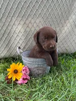 Roxie, a female Labrador Retriever for sale in East Dublin, GA – 1 of 1