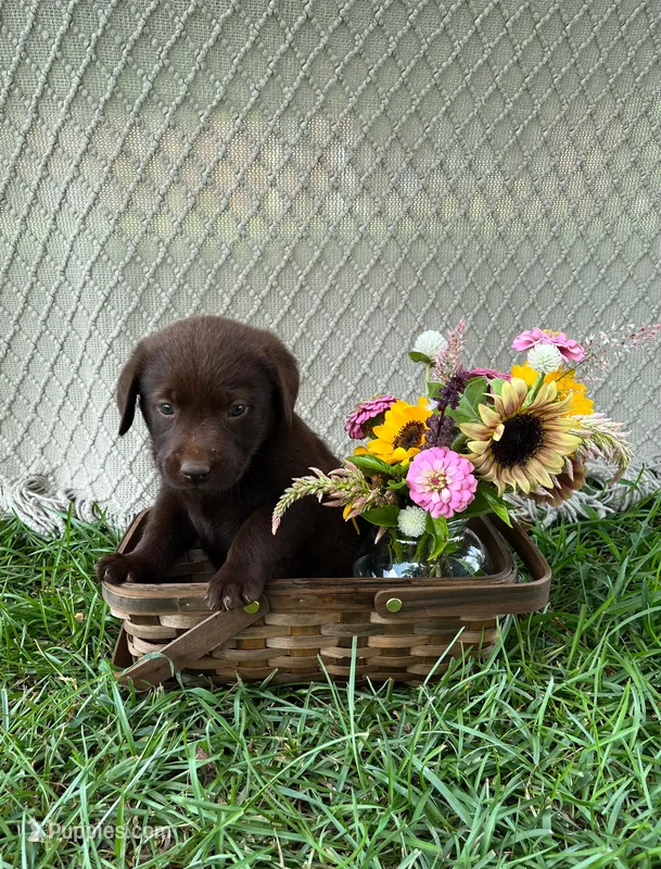 Skye – Labrador Retriever puppy for sale in East Dublin, GA