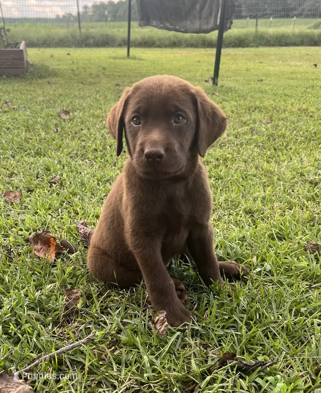Marshall – Labrador Retriever puppy for sale in East Dublin, GA