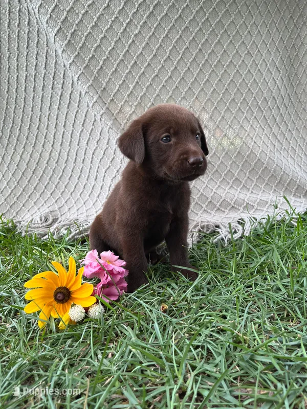 Marshall – Labrador Retriever puppy for sale in East Dublin, GA