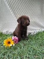 Marshall, a male Labrador Retriever for sale in East Dublin, GA – 1 of 1