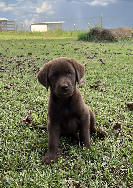 Roxie – Labrador Retriever puppy for sale in East Dublin, GA
