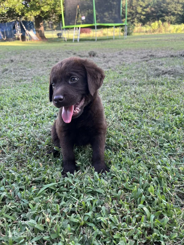 Rubble – Labrador Retriever puppy for sale in East Dublin, GA