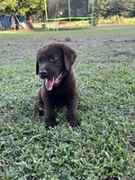 Rubble, a male Labrador Retriever for sale in East Dublin, GA – 1 of 2