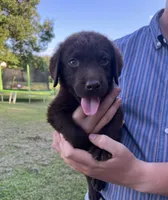 Rubble, a male Labrador Retriever for sale in East Dublin, GA – 2 of 2