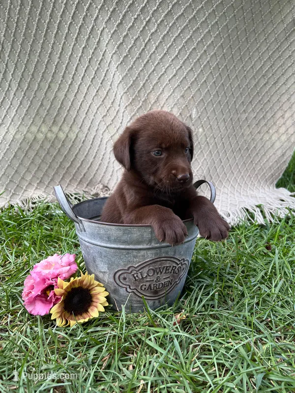 Rocky – Labrador Retriever puppy for sale in East Dublin, GA