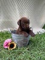 Rocky, a male Labrador Retriever for sale in East Dublin, GA – 1 of 1